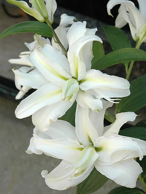 Лилия Полар Стар 